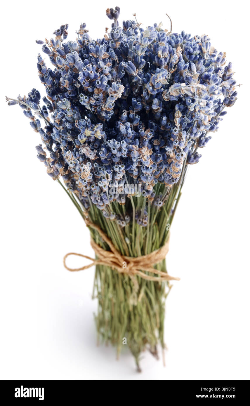 bundle of dried lavender on a white background Stock Photo