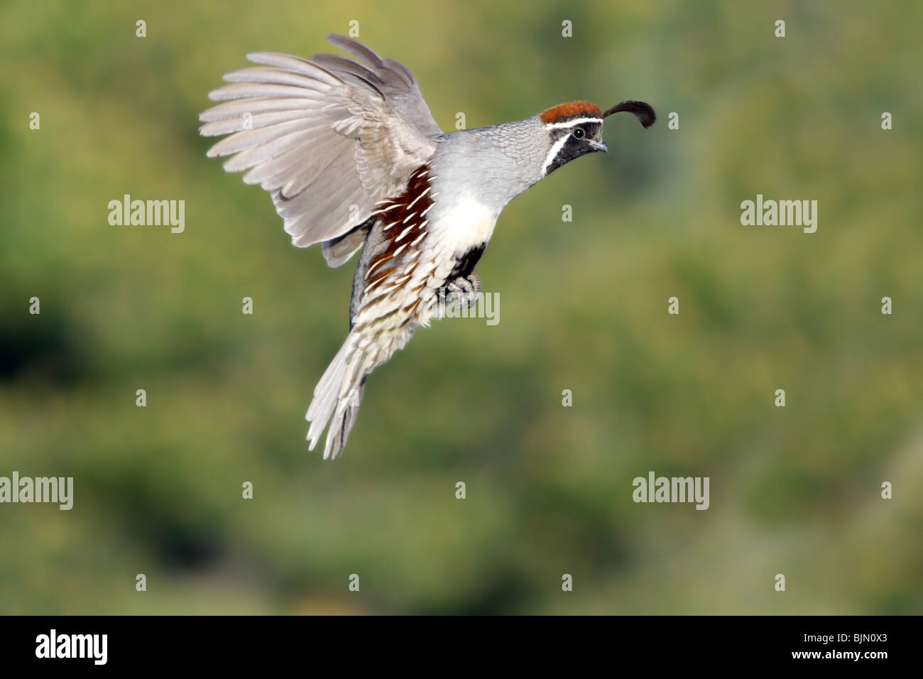 flying quail clipart