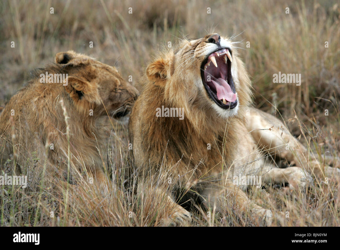 Two lions being affectionate with each other in the grass, Kenya Stock Photo