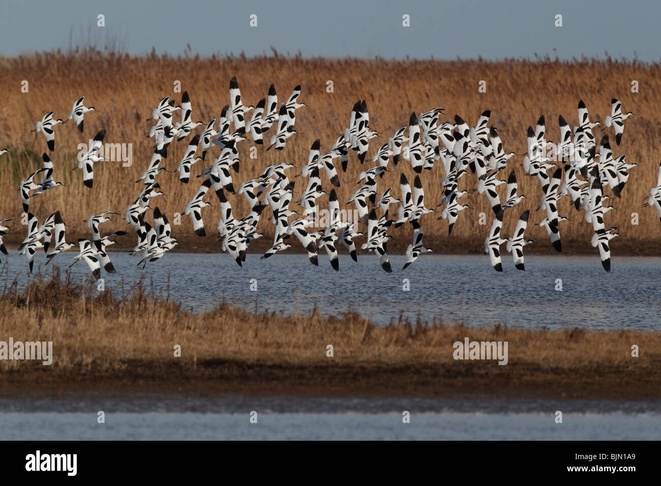 Avocet, Recurvirostra avosetta, large flock in flight, Cley, Norfolk, winter 2010 Stock Photo