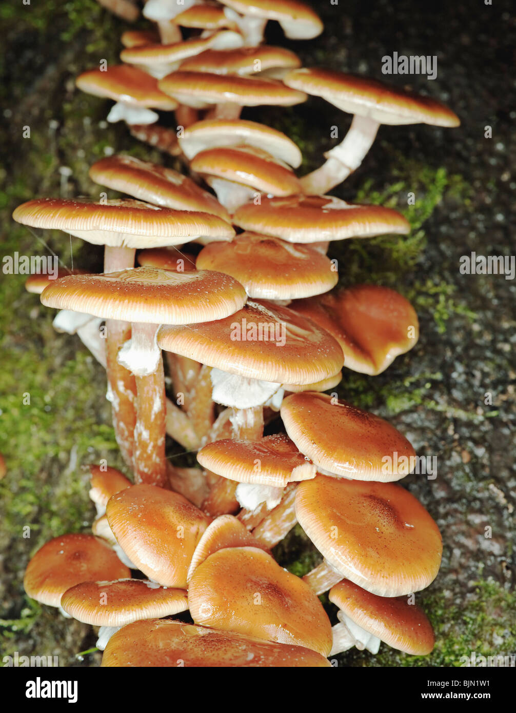 close up of honey mushrooms growing on decayed log Stock Photo