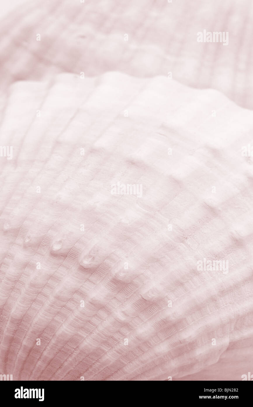 Close up of sea shell surface texture Stock Photo