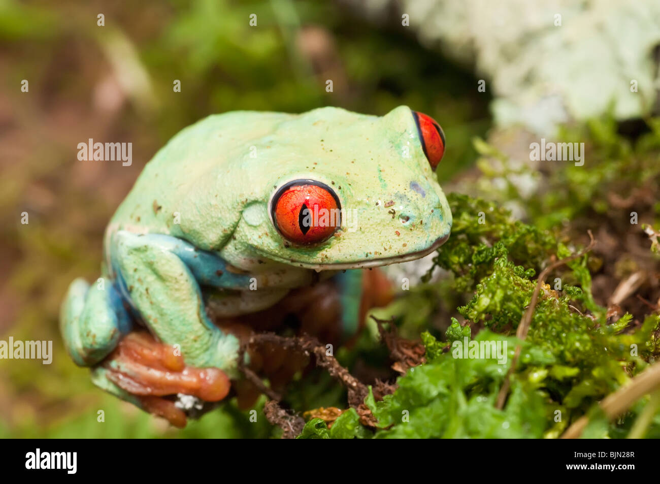Rainforests of central america hi-res stock photography and images - Alamy
