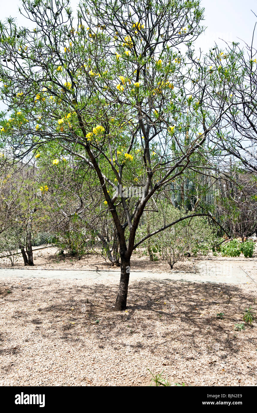 yellow flowering Ayoyote tree whose round seed pods are used as rattles by Aztec dancers, botanical Garden Oaxaca Mexico Stock Photo
