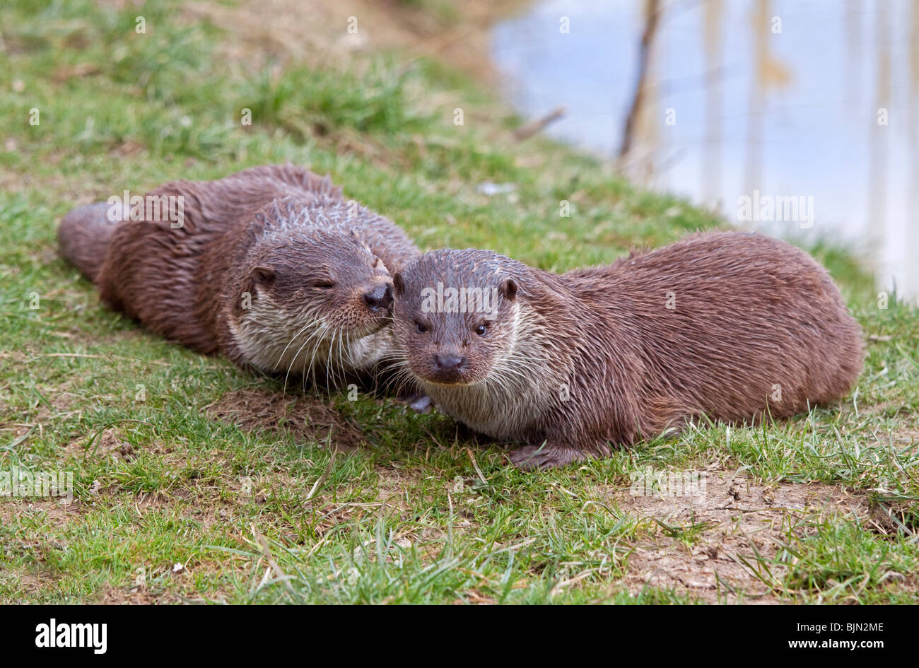 Eurasian Otters (lutra lutra) cuddling Stock Photo