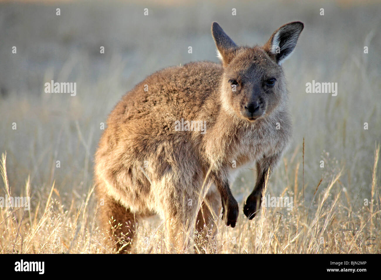 Young Western Grey Kangaroo on Kangaroo Island, South Australia, Australia Stock Photo