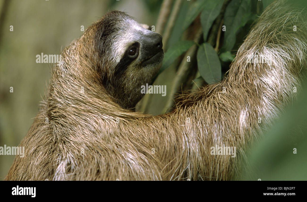 Brown-Throated/Three-Toed Sloth Stock Photo
