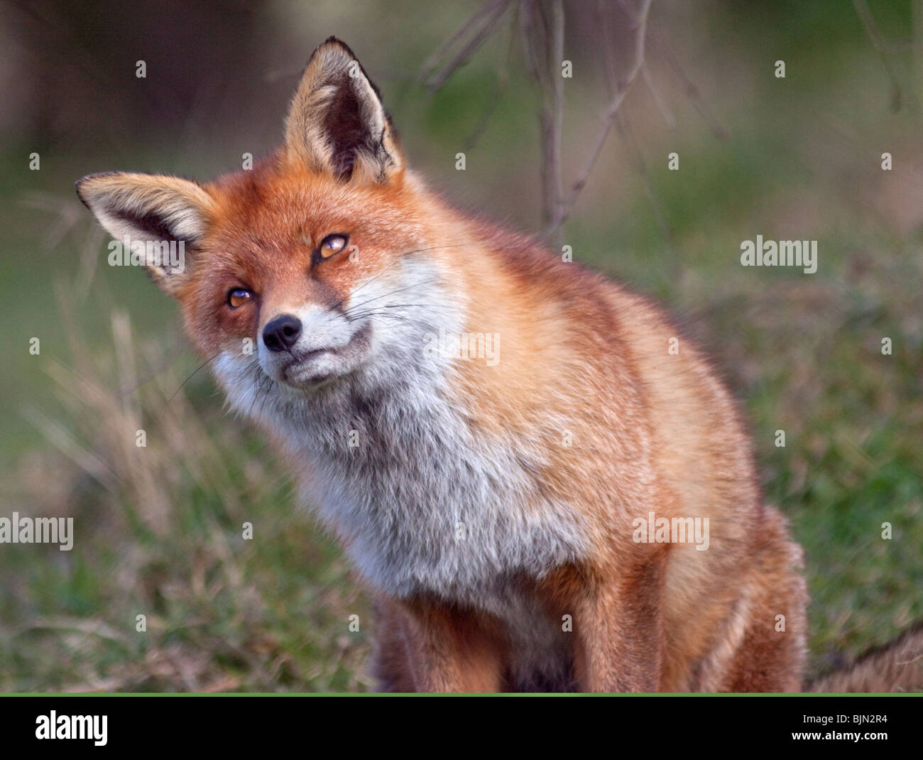 European Red Fox (vulpes vulpes) Stock Photo