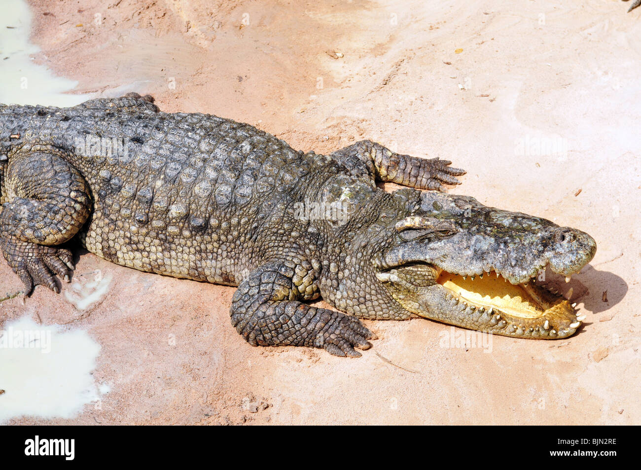 Big crocodile on sand beach Stock Photo