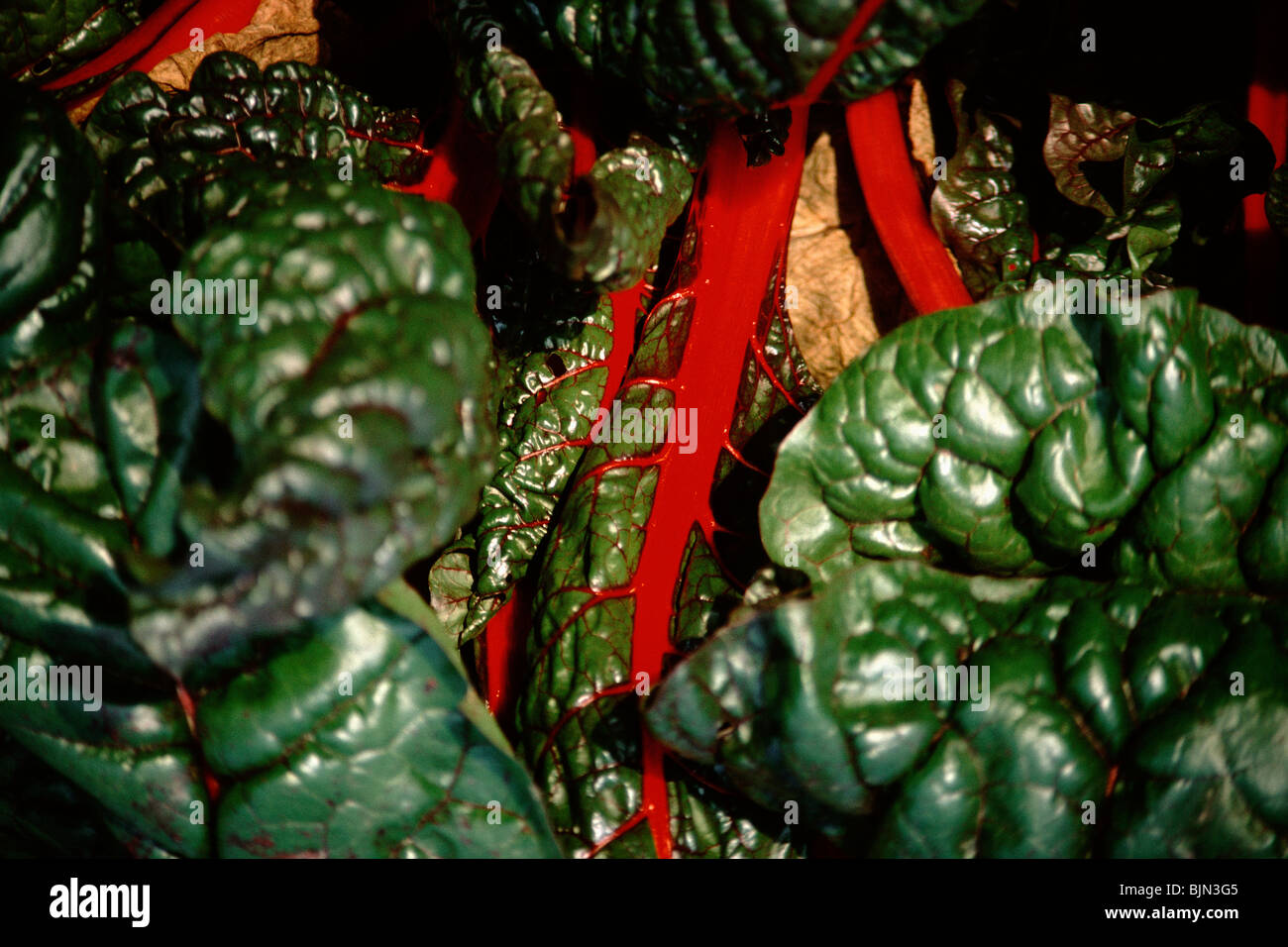 Close-up of Swiss chard Stock Photo