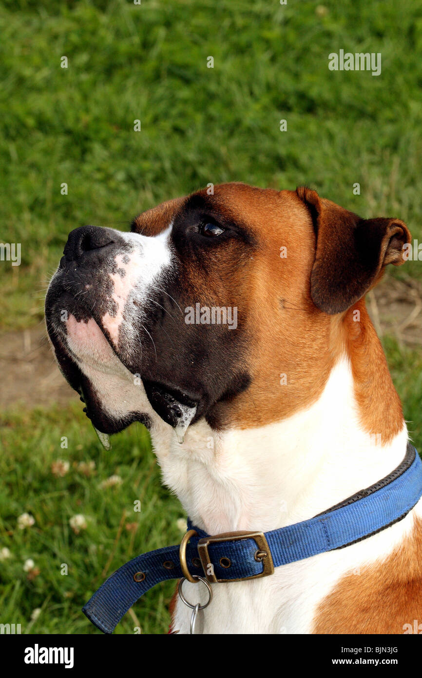 Boxer Dog a pedigree breed originally also termed Butchers Dog and used to pull carts Stock Photo