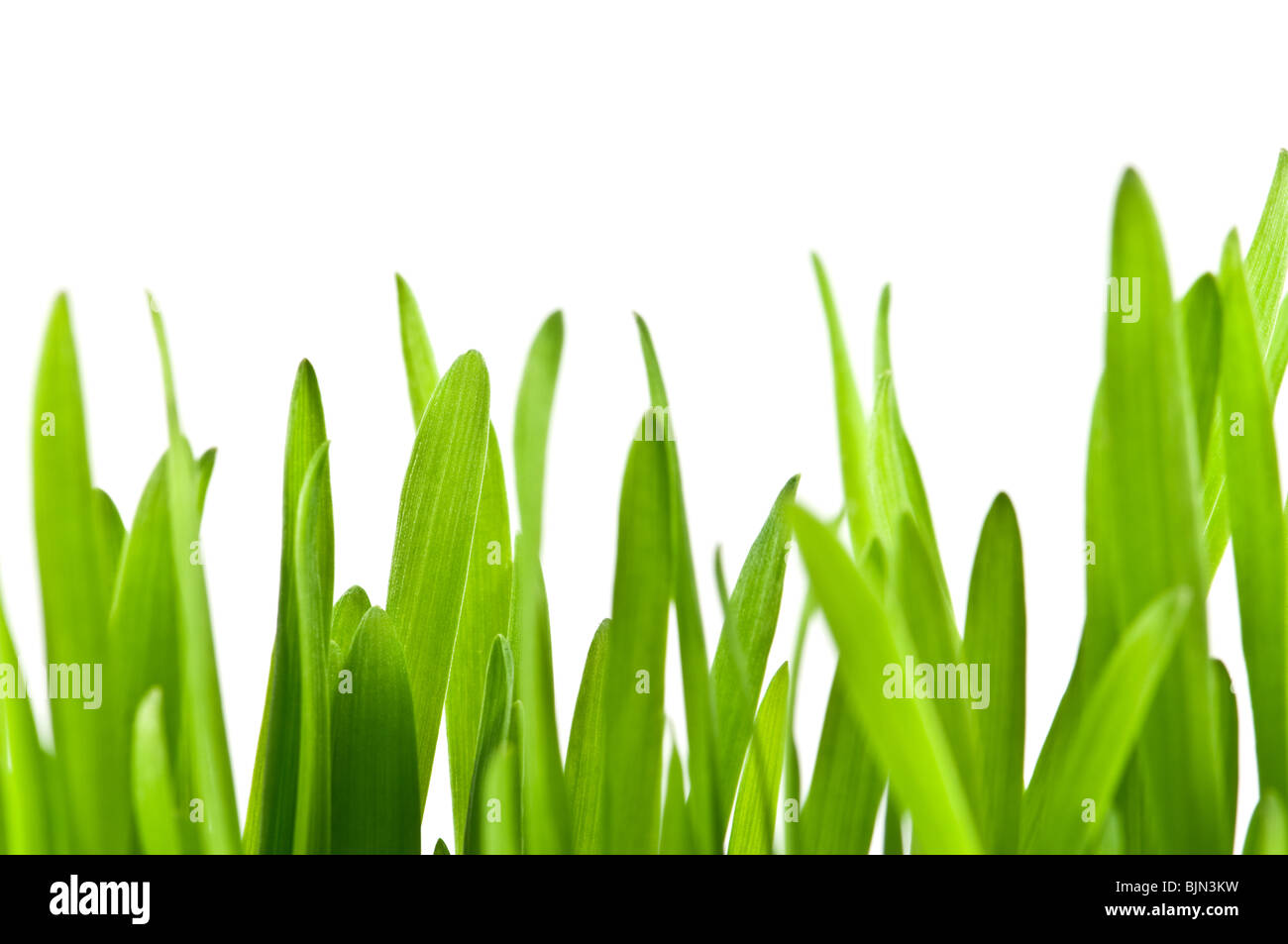 green grass isolated on white background Stock Photo - Alamy
