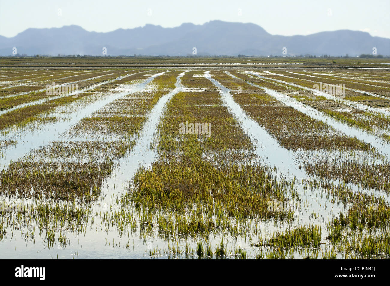 Growing rice fields in Spain. Sun water reflexion Stock Photo Alamy