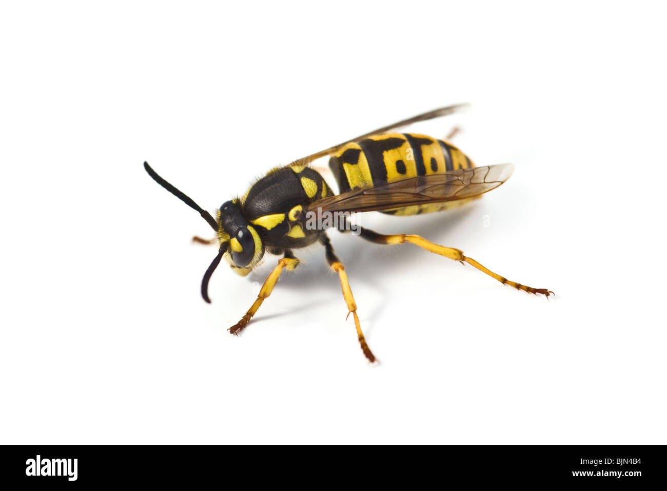 wasp isolated on white background Stock Photo