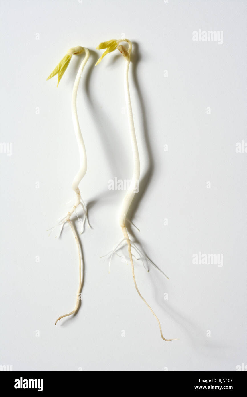 Soy bean outbreak. Life growing from soya seed, embryo Stock Photo Alamy
