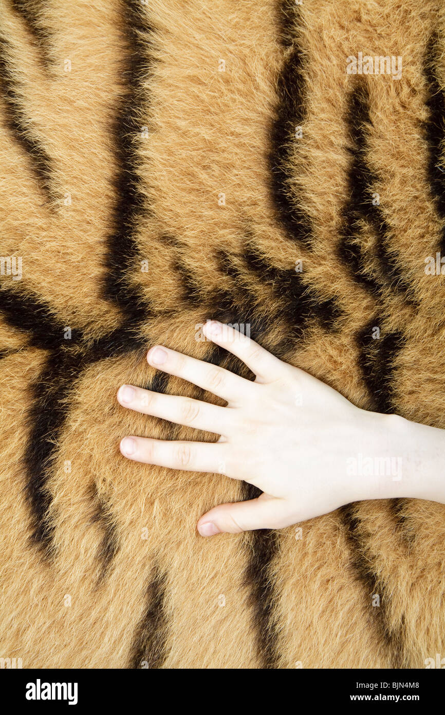 Child's hand on tiger pelt Stock Photo