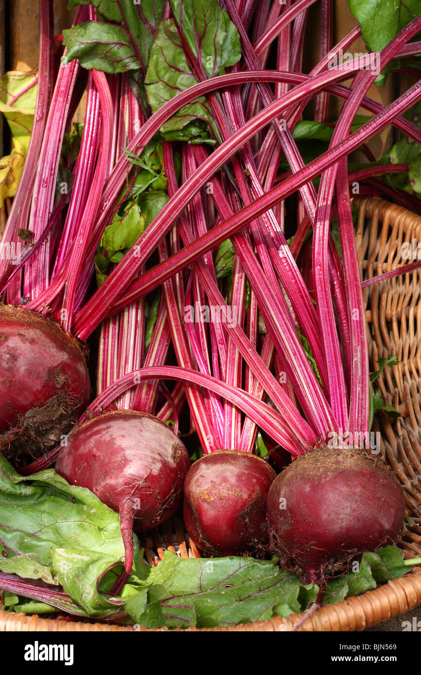 red beets in the basket Stock Photo