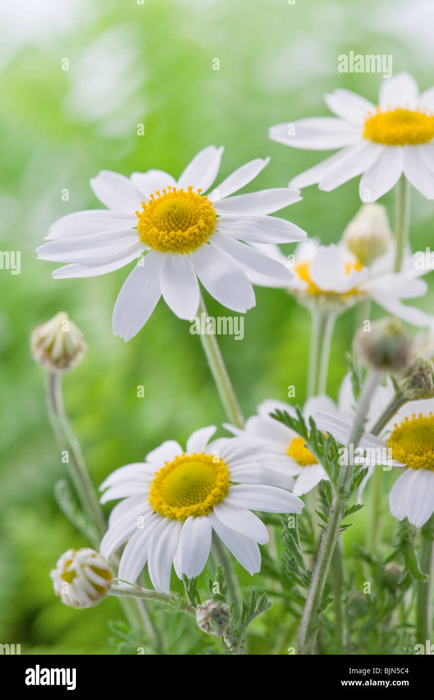 the flower chamomile close up Stock Photo Alamy
