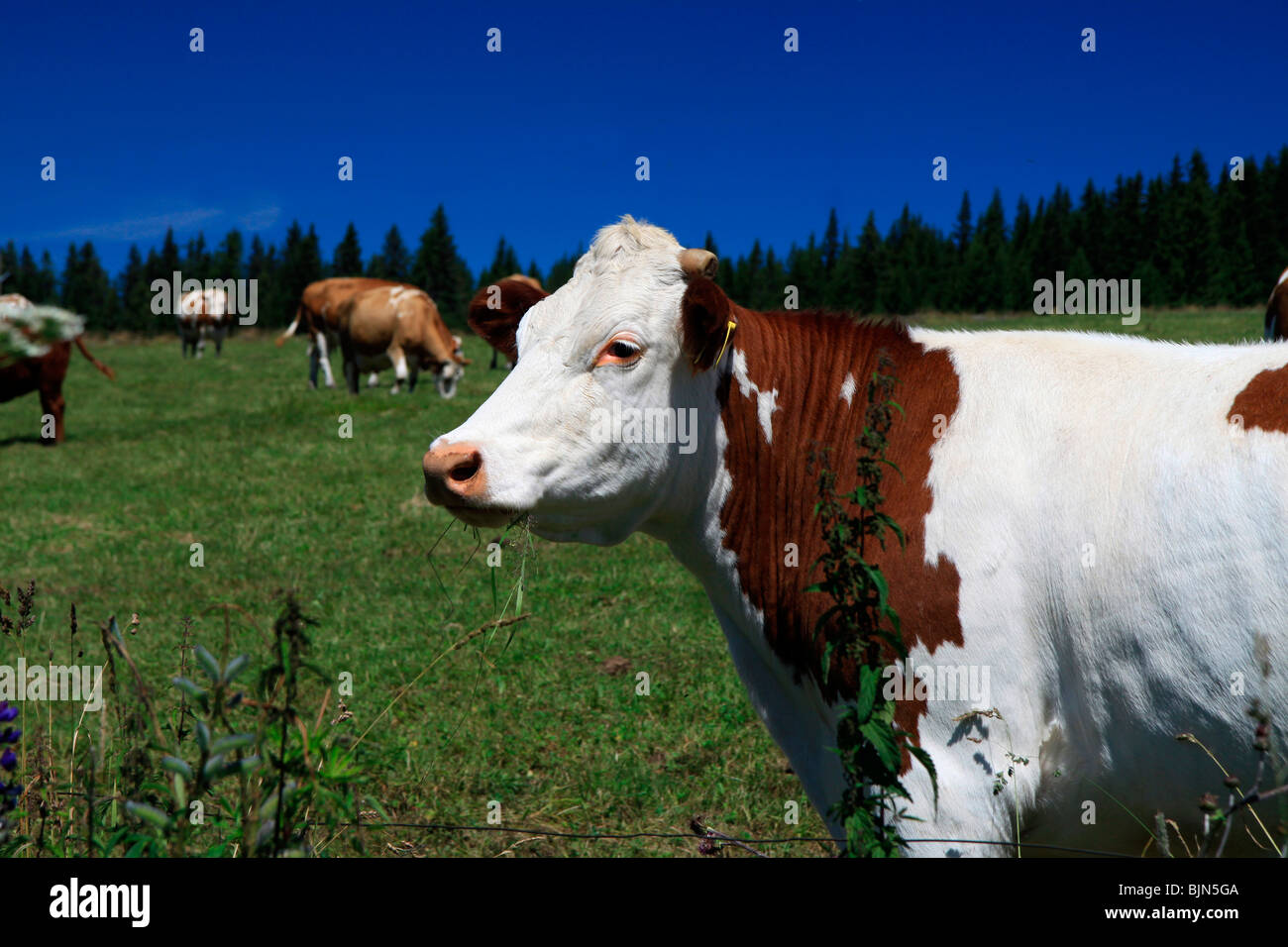 Czech Republic - Bohemian Forest - cattle out at grass Stock Photo