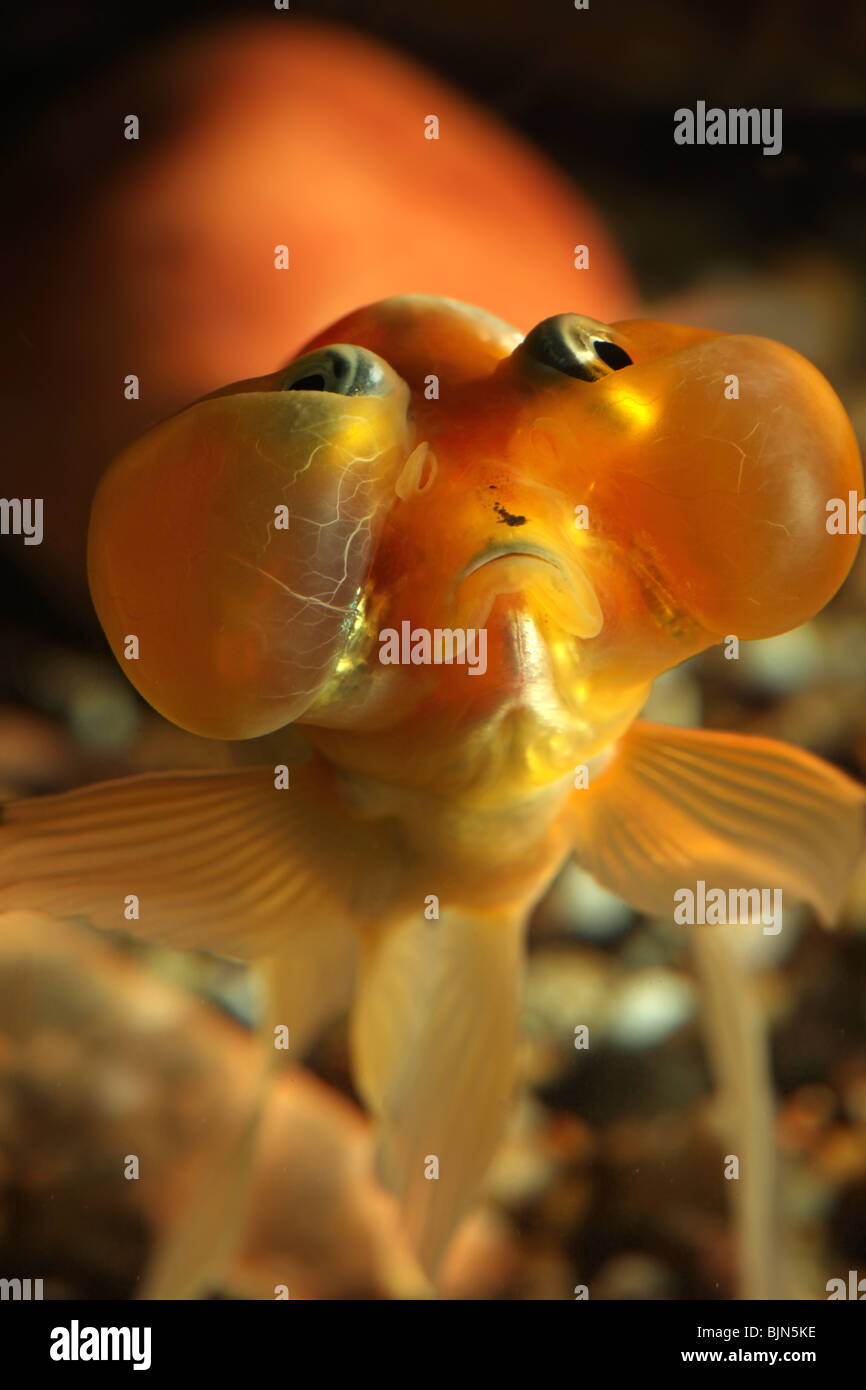 Bubble Eye Goldfish in Aquarium. Stock Photo