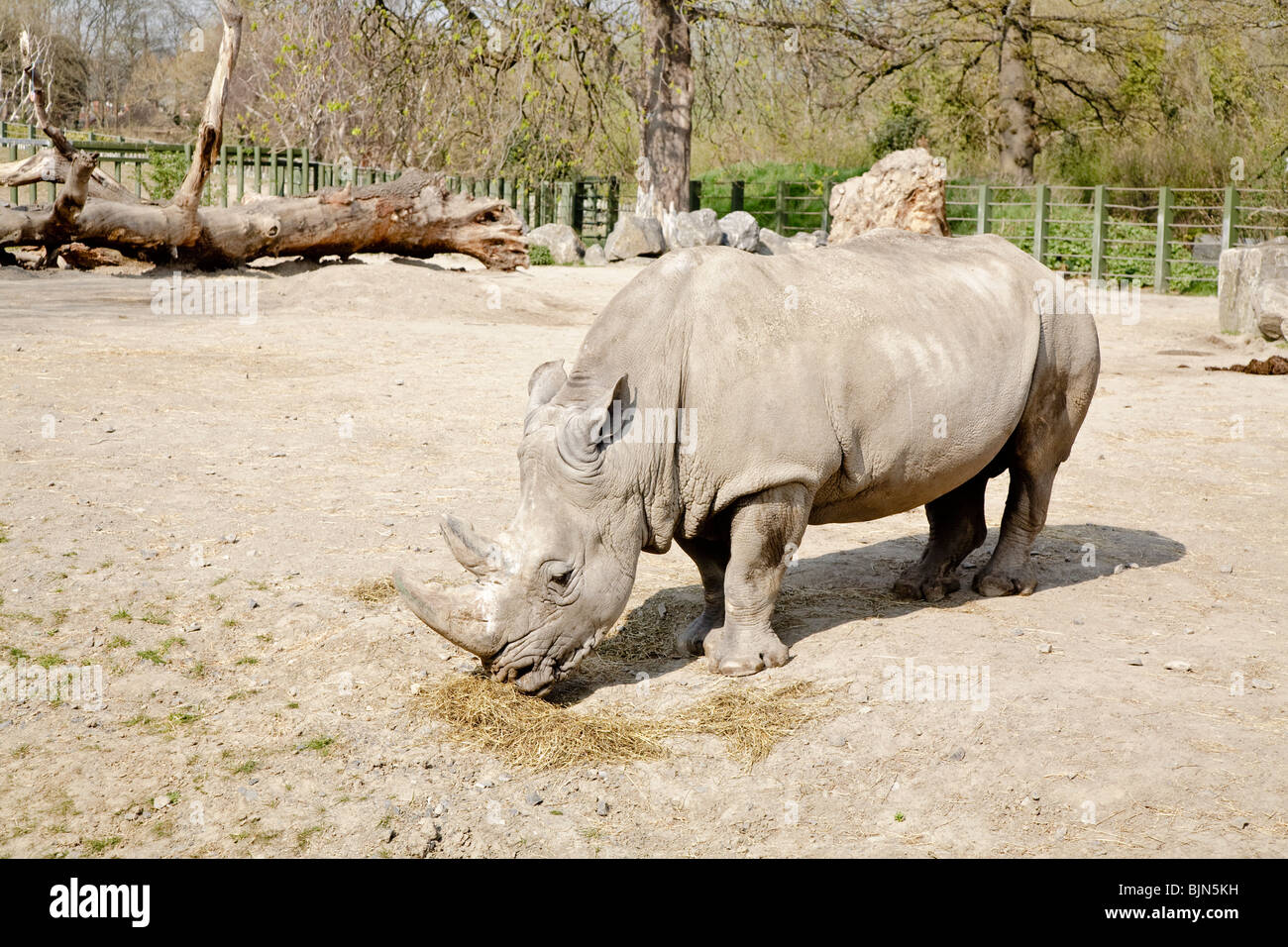 Captive rhino Stock Photo