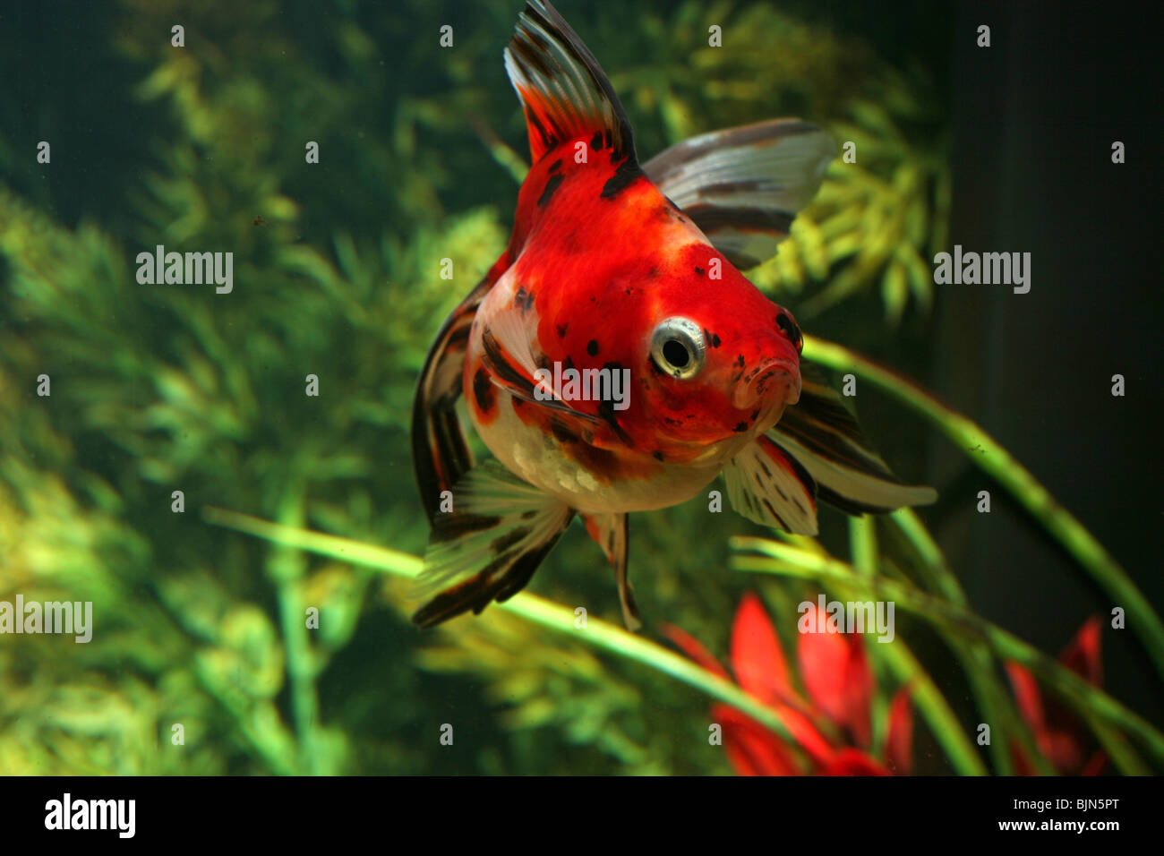 Fantail Goldfish in Aquarium. Stock Photo
