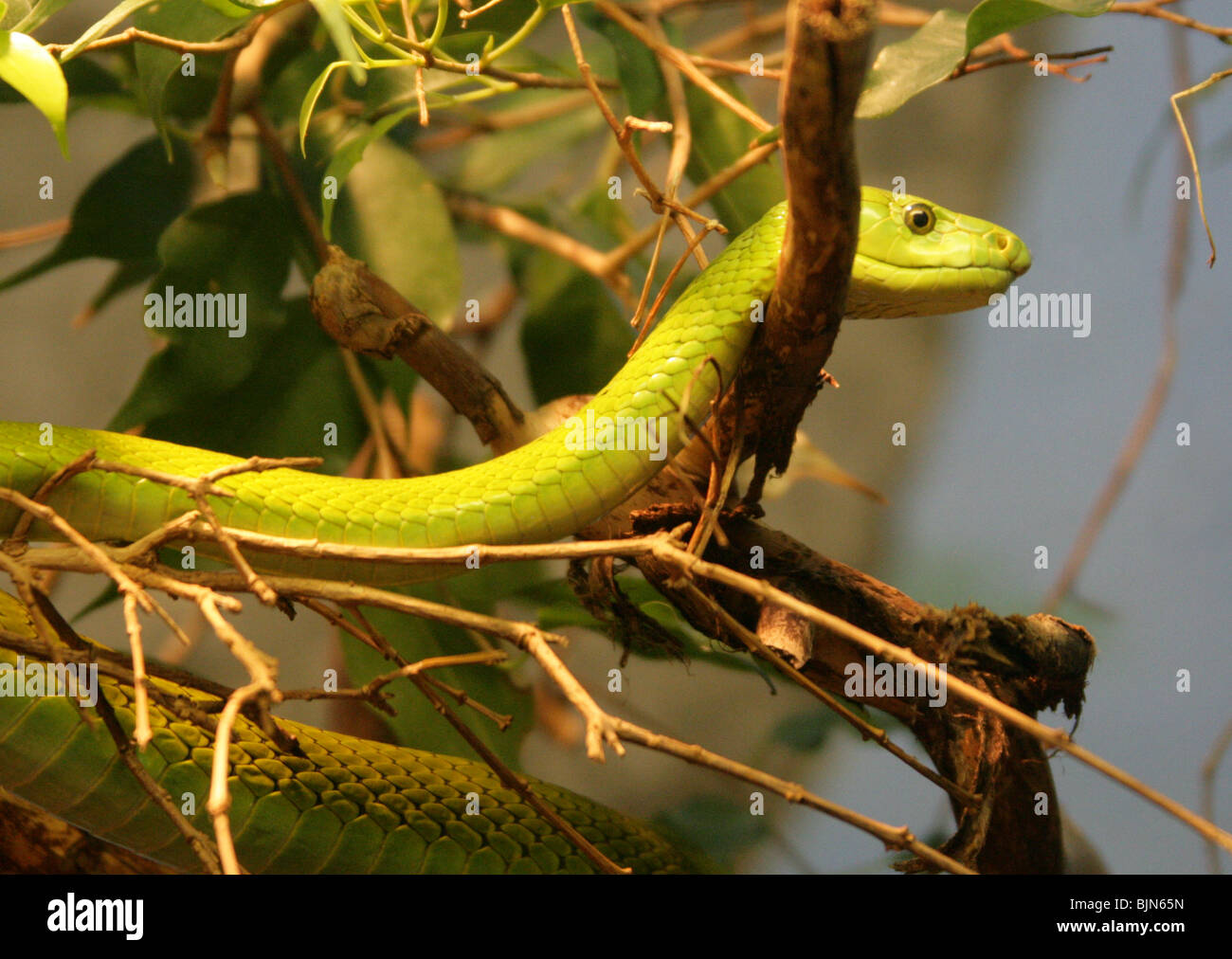 Eastern Green or Common Mamba, Dendroaspis angusticeps, Elapidae. Africa. Stock Photo