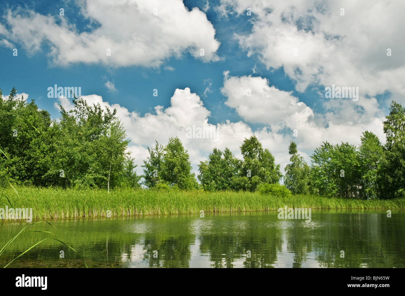 beauty lake in summer forest Stock Photo