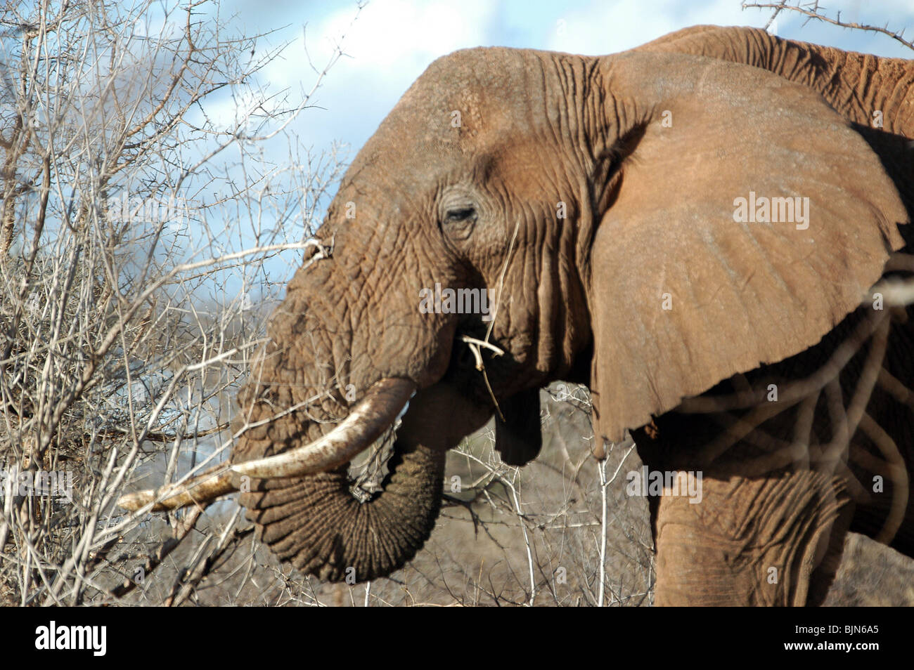 Male Elephant feeding on the dry grasslands of the Tsavo National Park, Kenya, during the dry season. Stock Photo
