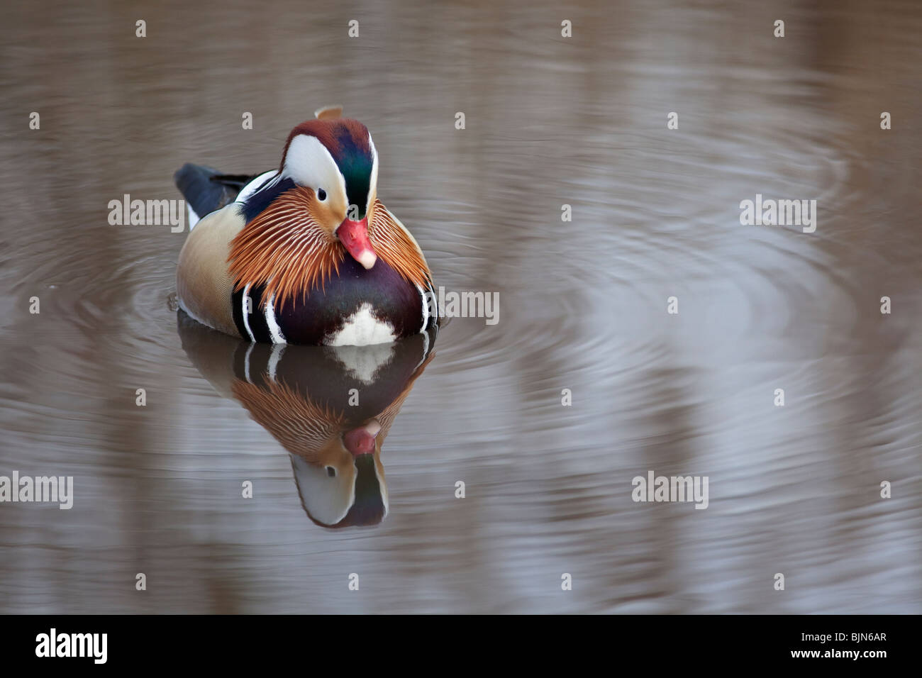 Mandarin Duck Aix galericulata Stock Photo - Alamy