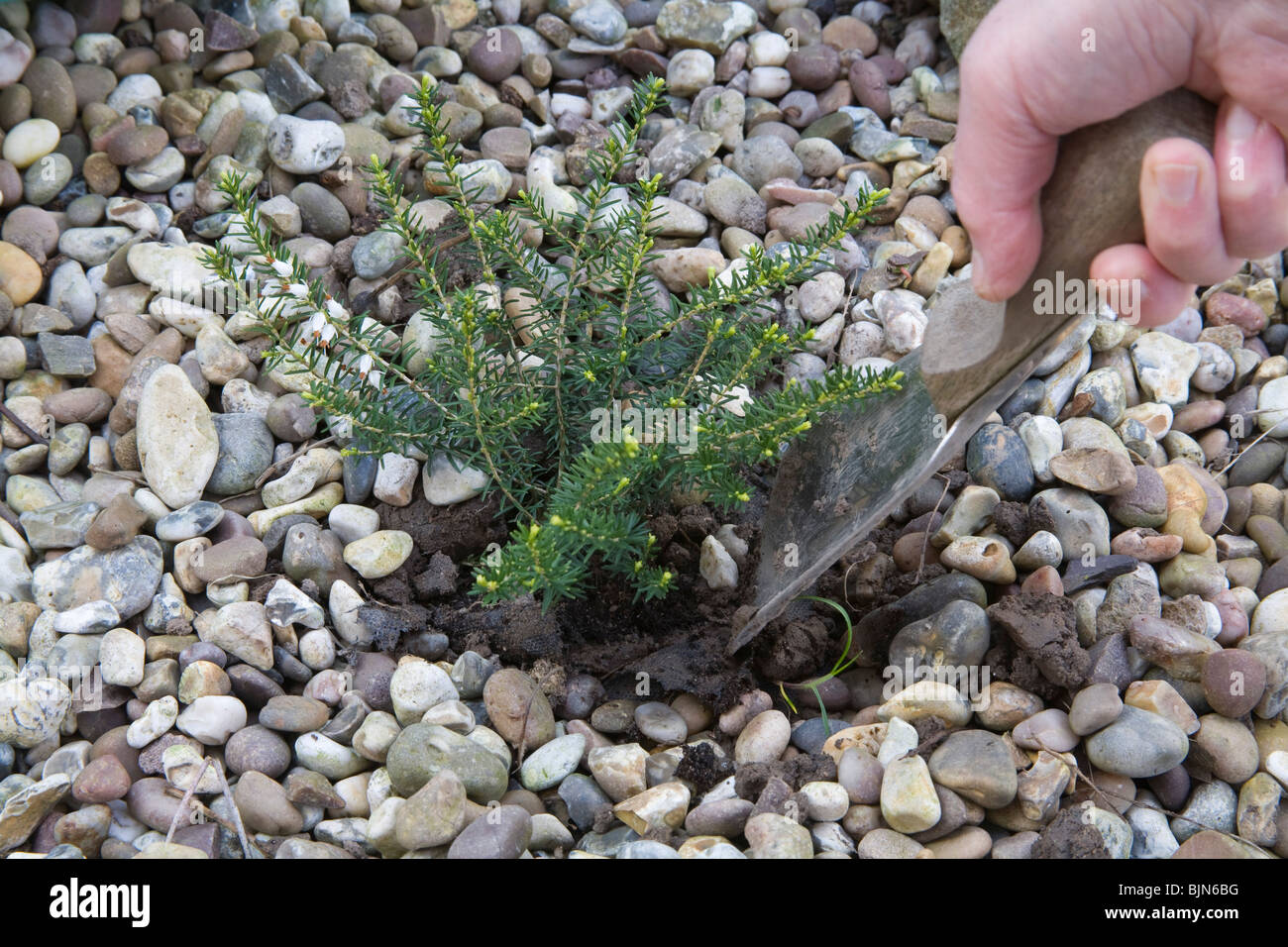 Close up Planting a heather plant in a low maintenance garden plot covered in pebbles Stock Photo