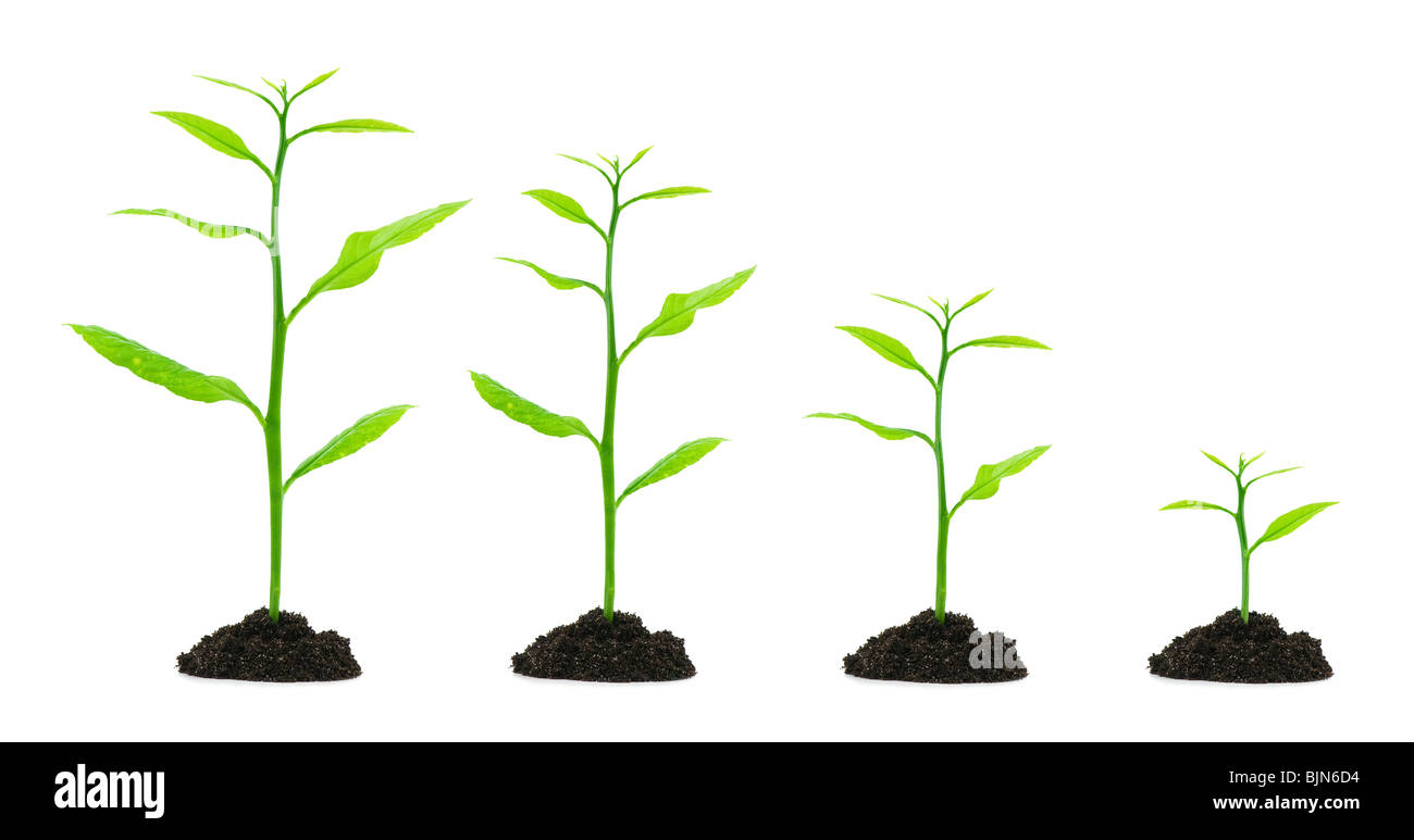 small trees evolution Stock Photo