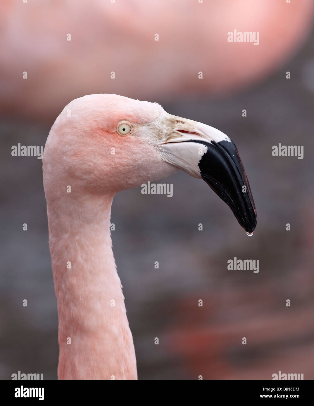 Caribbean flamingo Phoenicopterus ruber Stock Photo