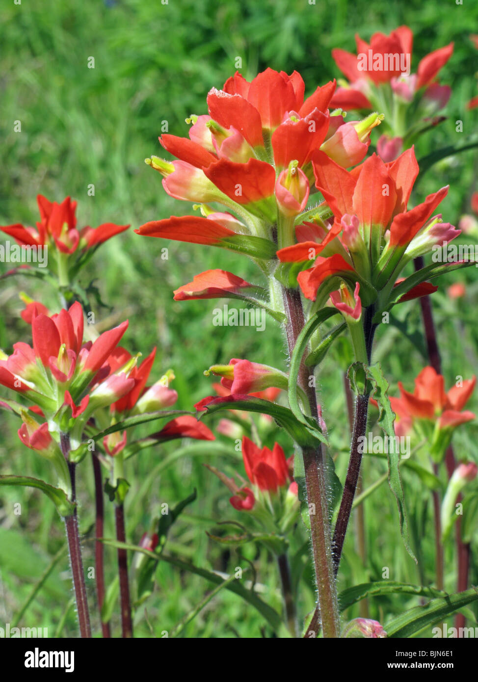 Castilleja indivisa Entireleaf indian paintbrush Stock Photo - Alamy