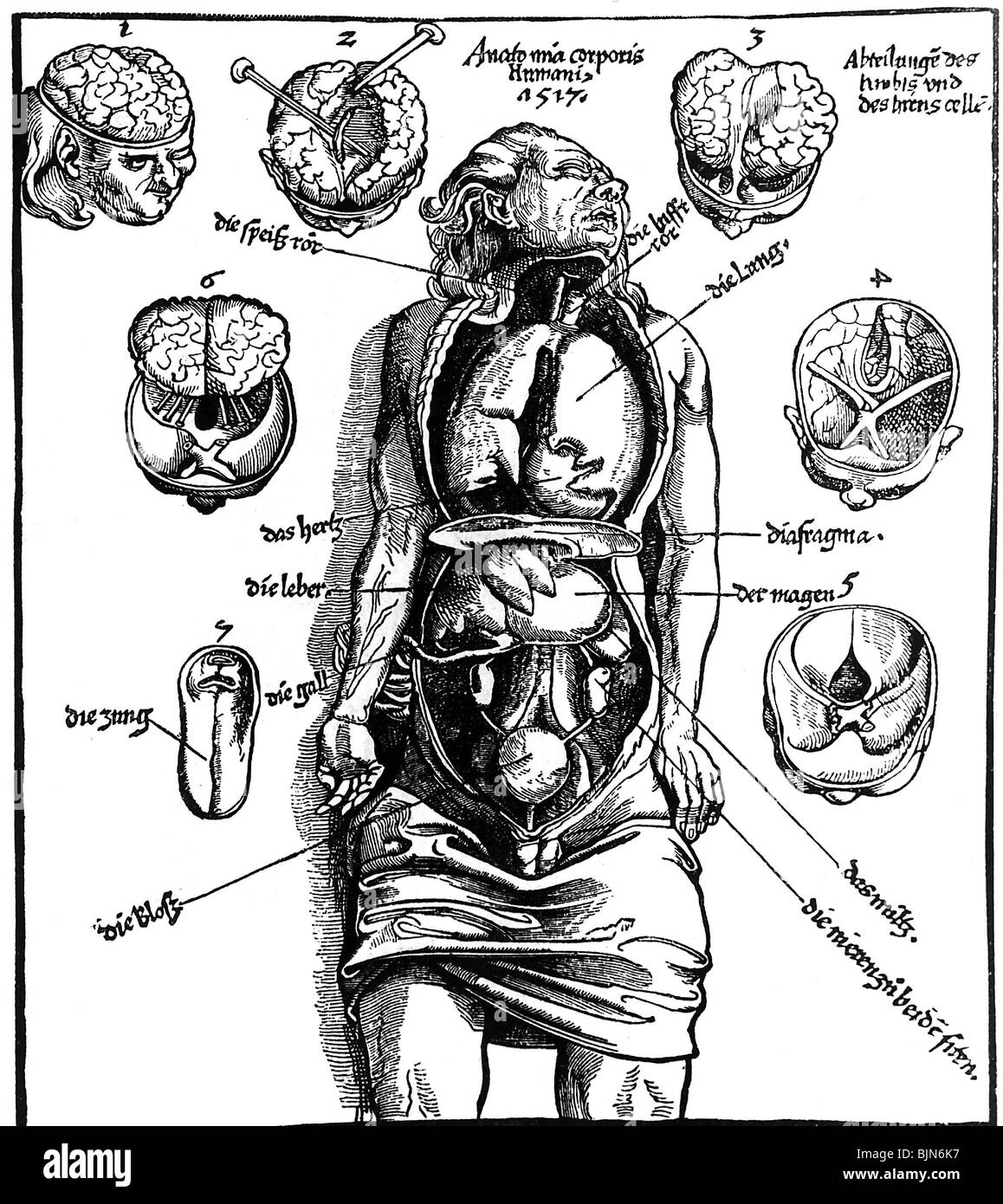 medicine, organs, human inner organs, illustration, 1518, Stock Photo