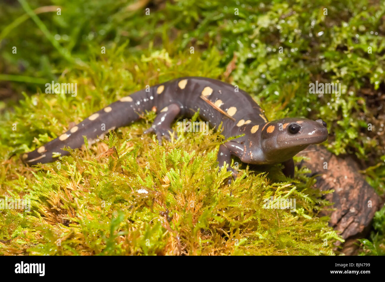 Spotted salamander, Ambystoma maculatum, USA Stock Photo Alamy