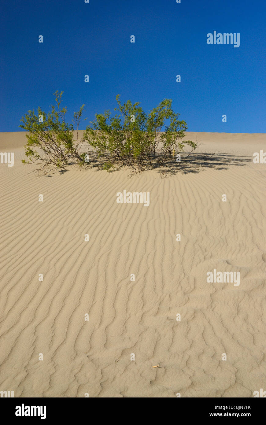 Small green trees in Mesquite Sand Dunes in Death Valley, California state Stock Photo