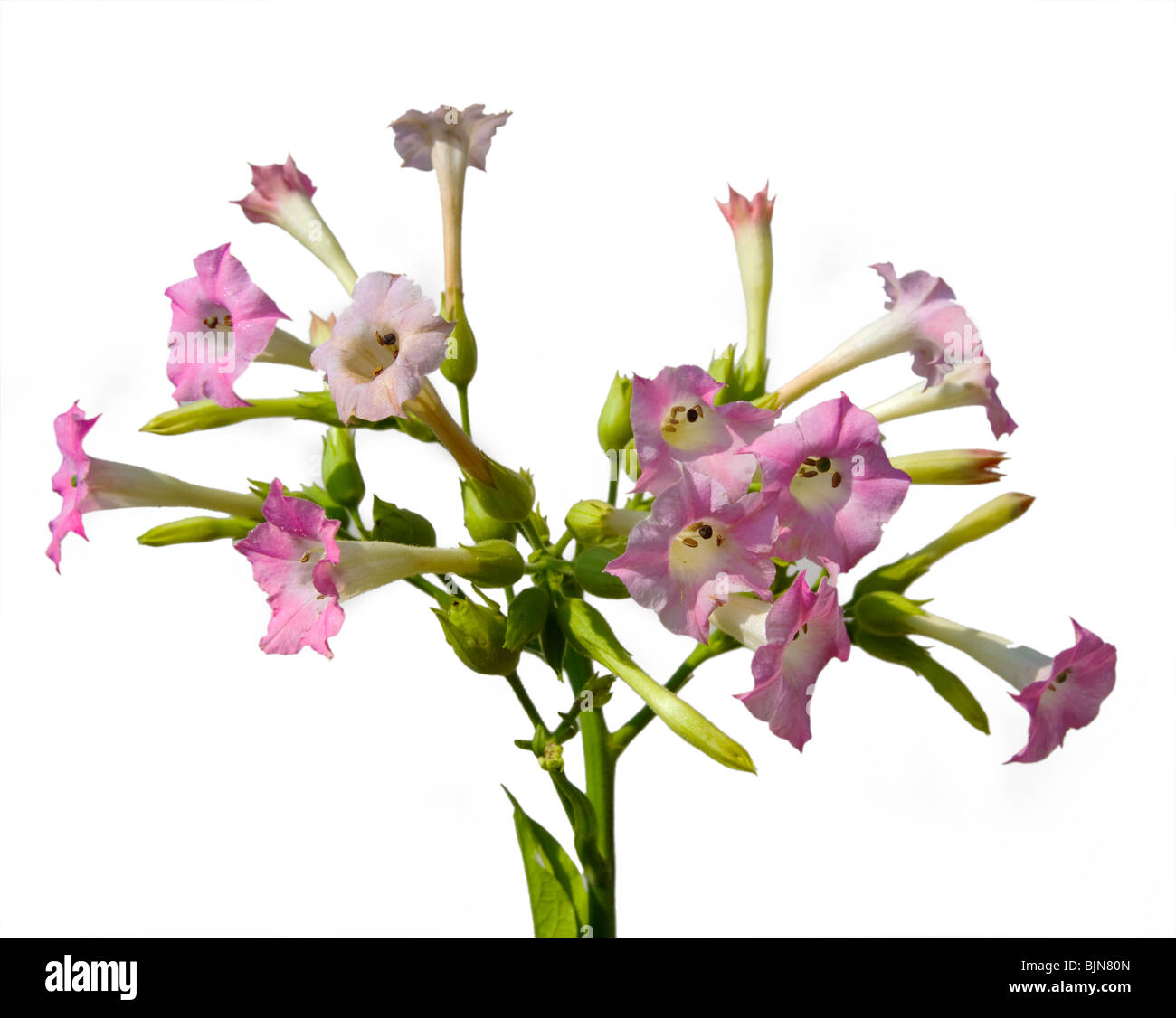 tobacco blossom Cut-out image of a tobacco blossom Stock Photo