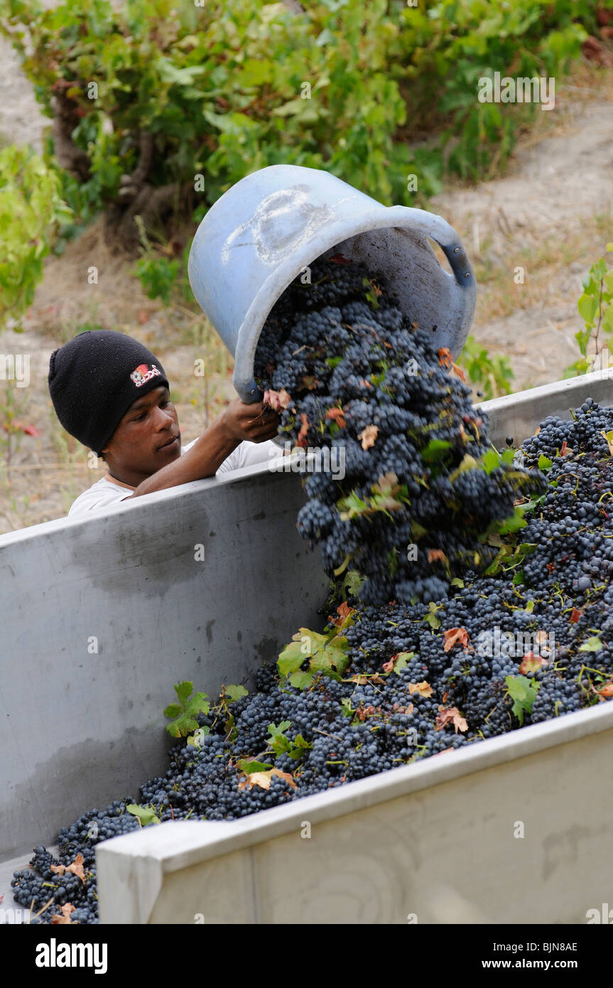 Portrait of an African casual worker tipping a bucket of harvested Cabernet grapes into the trailer at Stonewall Wines ZA Stock Photo