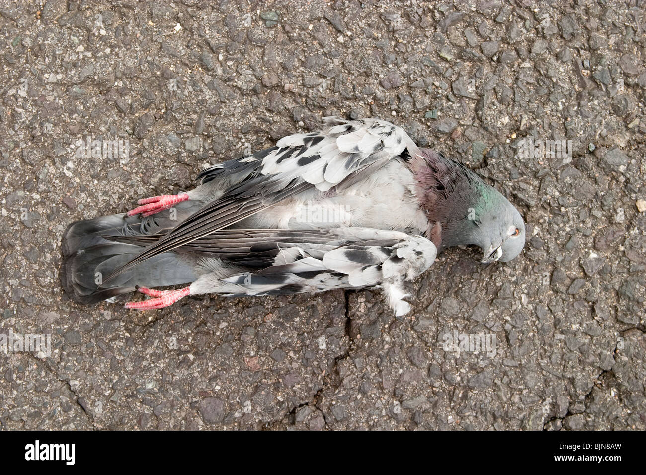 Dead pigeon Stock Photo