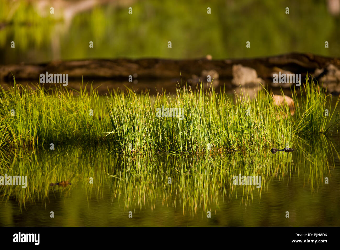 SPARKS LAKE, OREGON, USA - Grass growing on shore of Sparks Lake, in the Cascades mountains in Central Oregon. Stock Photo