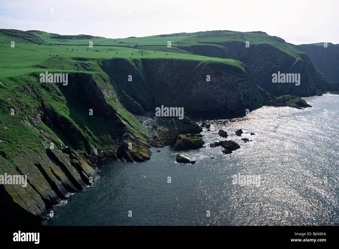 scotland, st abbs national reserve, cliffs Stock Photo