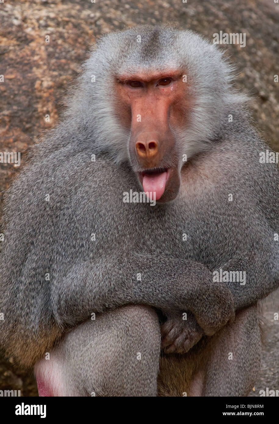 Baboon (Papio hamadryas) poking its tongue out. Stock Photo