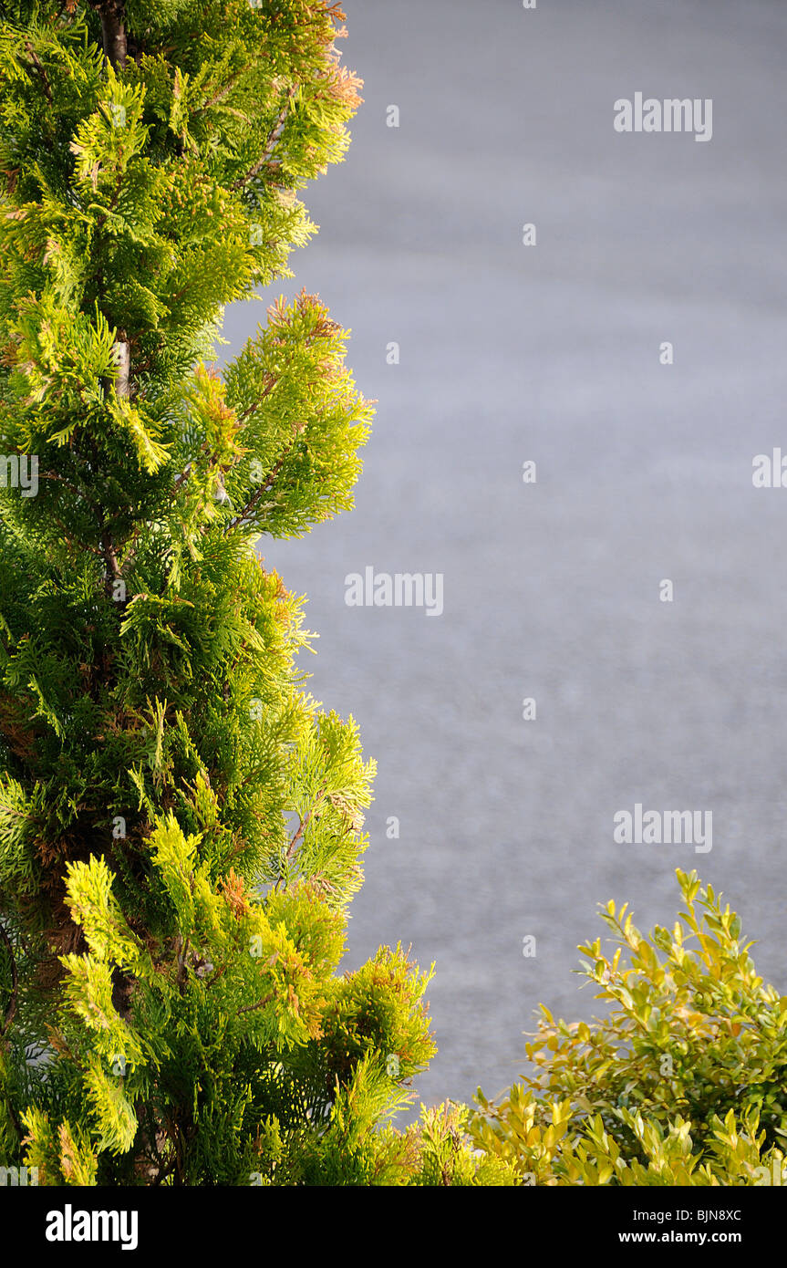 Ever green tree hi-res stock photography and images - Alamy