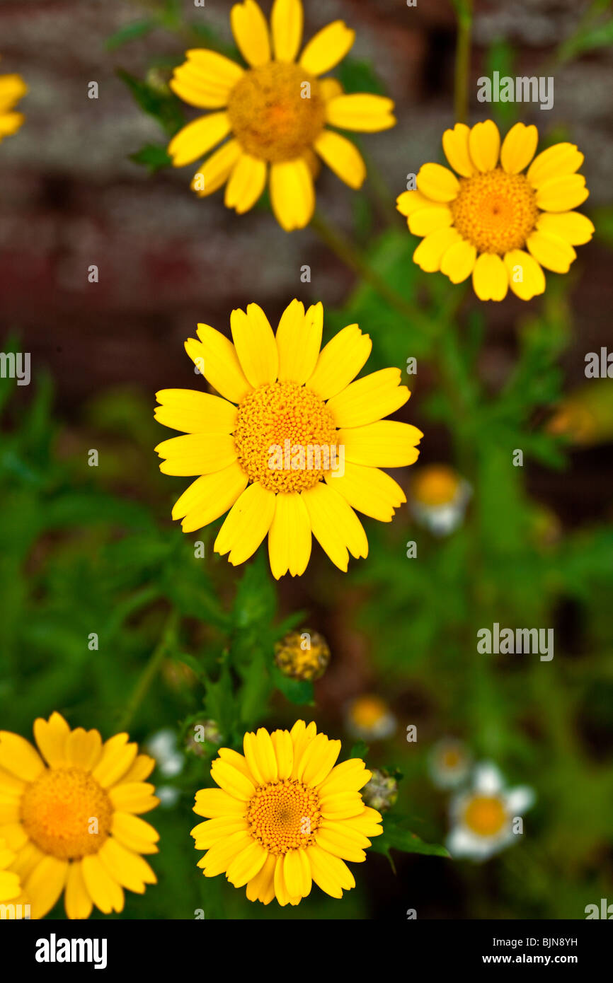 Corn Marigold Stock Photo Alamy