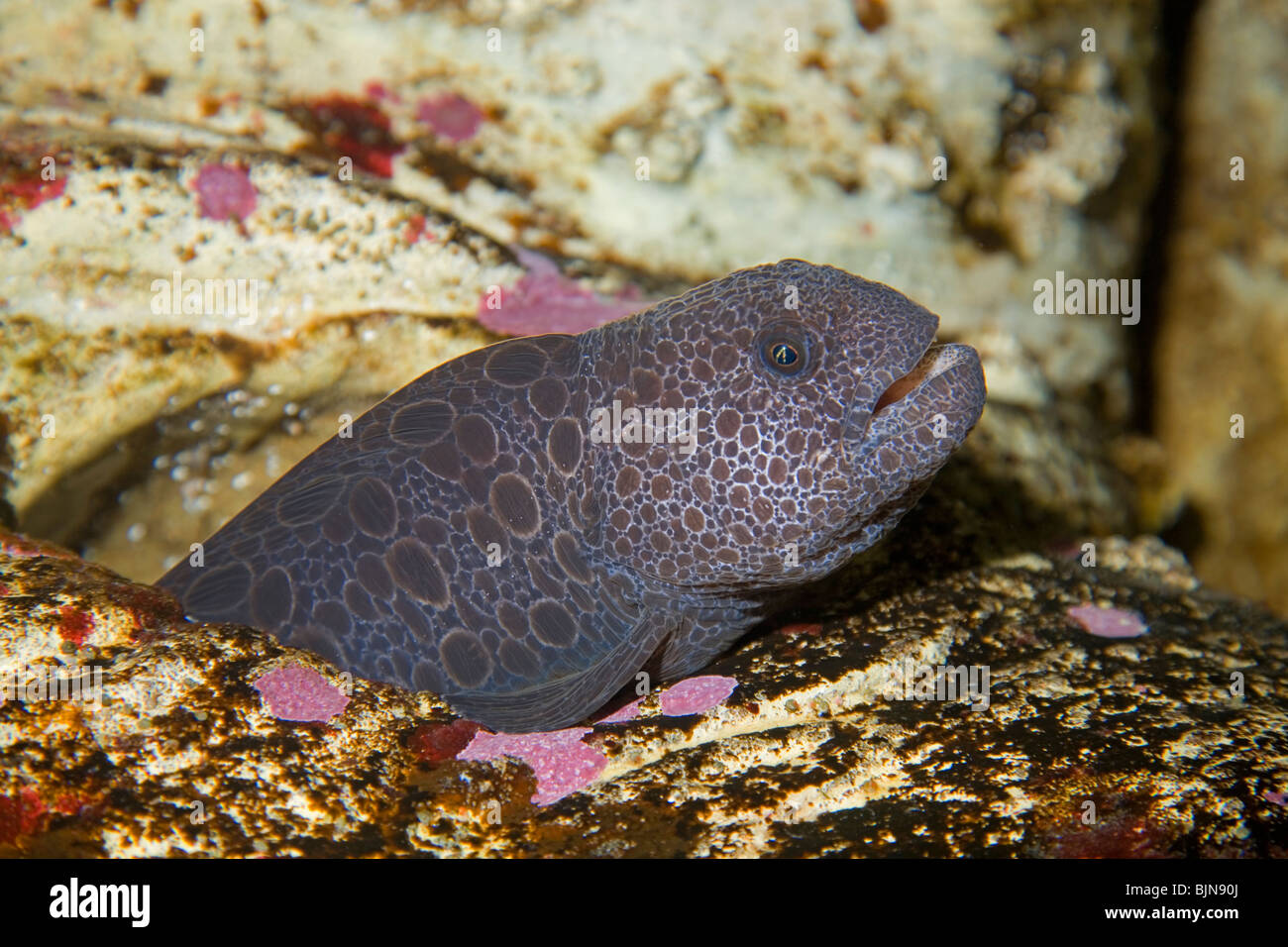 Wolf eel hi-res stock photography and images - Alamy