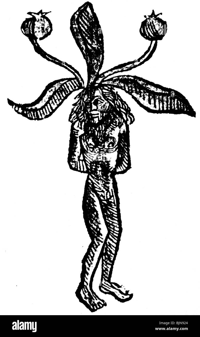 superstition, mandragora, female mandragora root, woodcut, circa 15th ...