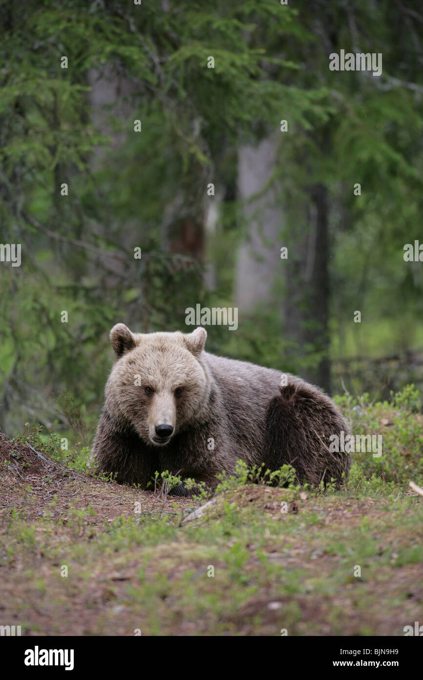 European Brown Bear Ursus arctos Stock Photo - Alamy