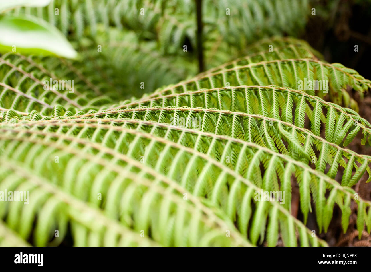 Tree ferns new zealand hi-res stock photography and images - Alamy