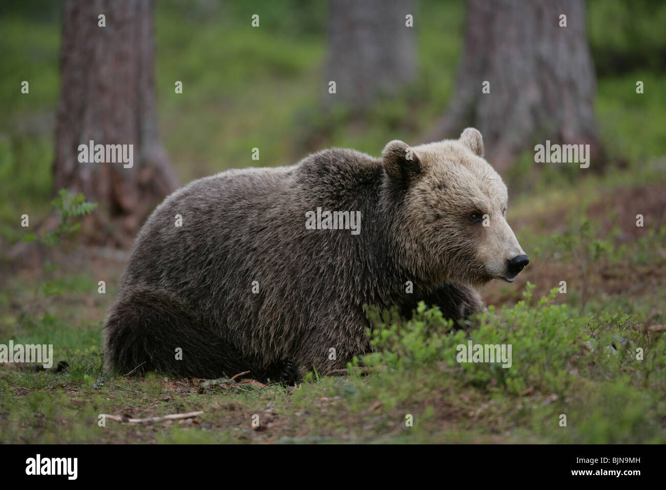 European Brown Bear Ursus arctos Stock Photo - Alamy